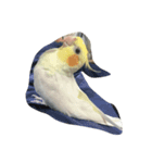 オカメインコのココ（個別スタンプ：8）