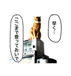 茶トラ猫ガットくん3（個別スタンプ：29）