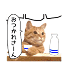 茶トラ猫ガットくん3（個別スタンプ：33）