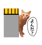 茶トラ猫ガットくん3（個別スタンプ：37）