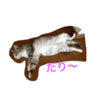 chi-b（個別スタンプ：1）