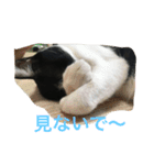 chi-b（個別スタンプ：3）
