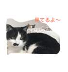 chi-b（個別スタンプ：4）