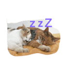 chi-b（個別スタンプ：5）