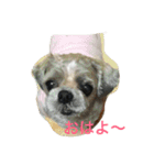 chi-b（個別スタンプ：6）