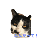 chi-b（個別スタンプ：9）