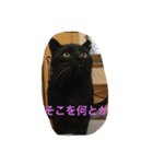 chi-b（個別スタンプ：12）