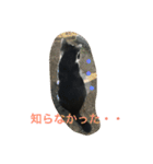 chi-b（個別スタンプ：13）