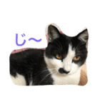 chi-b（個別スタンプ：14）