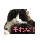 chi-b（個別スタンプ：16）