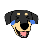 Mix dog kanji（個別スタンプ：5）