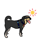 Mix dog kanji（個別スタンプ：22）