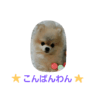 ふわふわぽんちゃん  2（個別スタンプ：1）