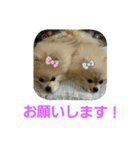 ふわふわぽんちゃん  2（個別スタンプ：3）