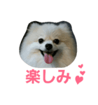 ふわふわぽんちゃん  2（個別スタンプ：4）