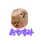 ふわふわぽんちゃん  2（個別スタンプ：7）