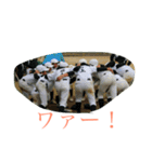 INUE（個別スタンプ：36）