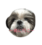 シーズー犬ネオちゃん（個別スタンプ：1）