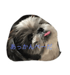 シーズー犬ネオちゃん（個別スタンプ：3）