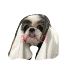 シーズー犬ネオちゃん（個別スタンプ：4）