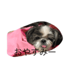 シーズー犬ネオちゃん（個別スタンプ：5）