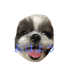 シーズー犬ネオちゃん（個別スタンプ：7）