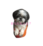 シーズー犬ネオちゃん（個別スタンプ：8）