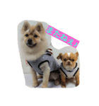 Itodogs（個別スタンプ：1）