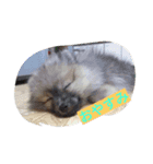 Itodogs（個別スタンプ：3）