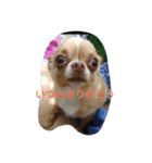 Itodogs（個別スタンプ：4）