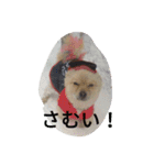 Itodogs（個別スタンプ：5）