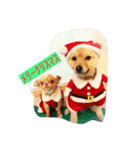 Itodogs（個別スタンプ：6）