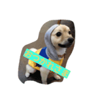 Itodogs（個別スタンプ：8）