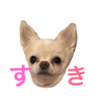 ロコ、ブル、トラ6（個別スタンプ：7）