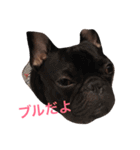ロコ、ブル、トラ6（個別スタンプ：8）