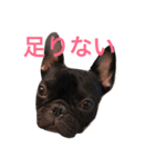 ロコ、ブル、トラ6（個別スタンプ：10）