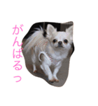 ロコ、ブル、トラ6（個別スタンプ：11）