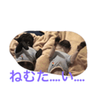 ロコ、ブル、トラ6（個別スタンプ：16）