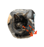 CAT LOVE LOVE（個別スタンプ：2）
