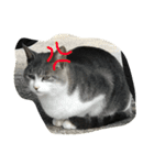 CAT LOVE LOVE（個別スタンプ：6）