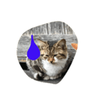 CAT LOVE LOVE（個別スタンプ：7）