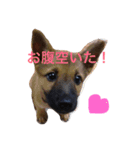 家の犬たち（個別スタンプ：1）