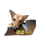 家の犬たち（個別スタンプ：2）