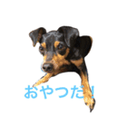 家の犬たち（個別スタンプ：3）