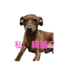 家の犬たち（個別スタンプ：6）