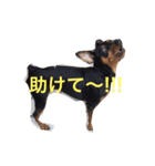 家の犬たち（個別スタンプ：11）