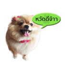 N'MeDee（個別スタンプ：10）