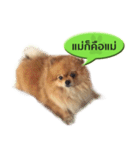 N'MeDee（個別スタンプ：29）