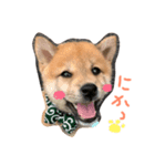 柴犬ころちゃん（個別スタンプ：1）