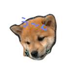 柴犬ころちゃん（個別スタンプ：2）